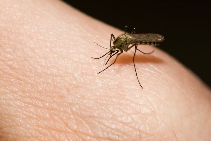 Mosquito Control Service